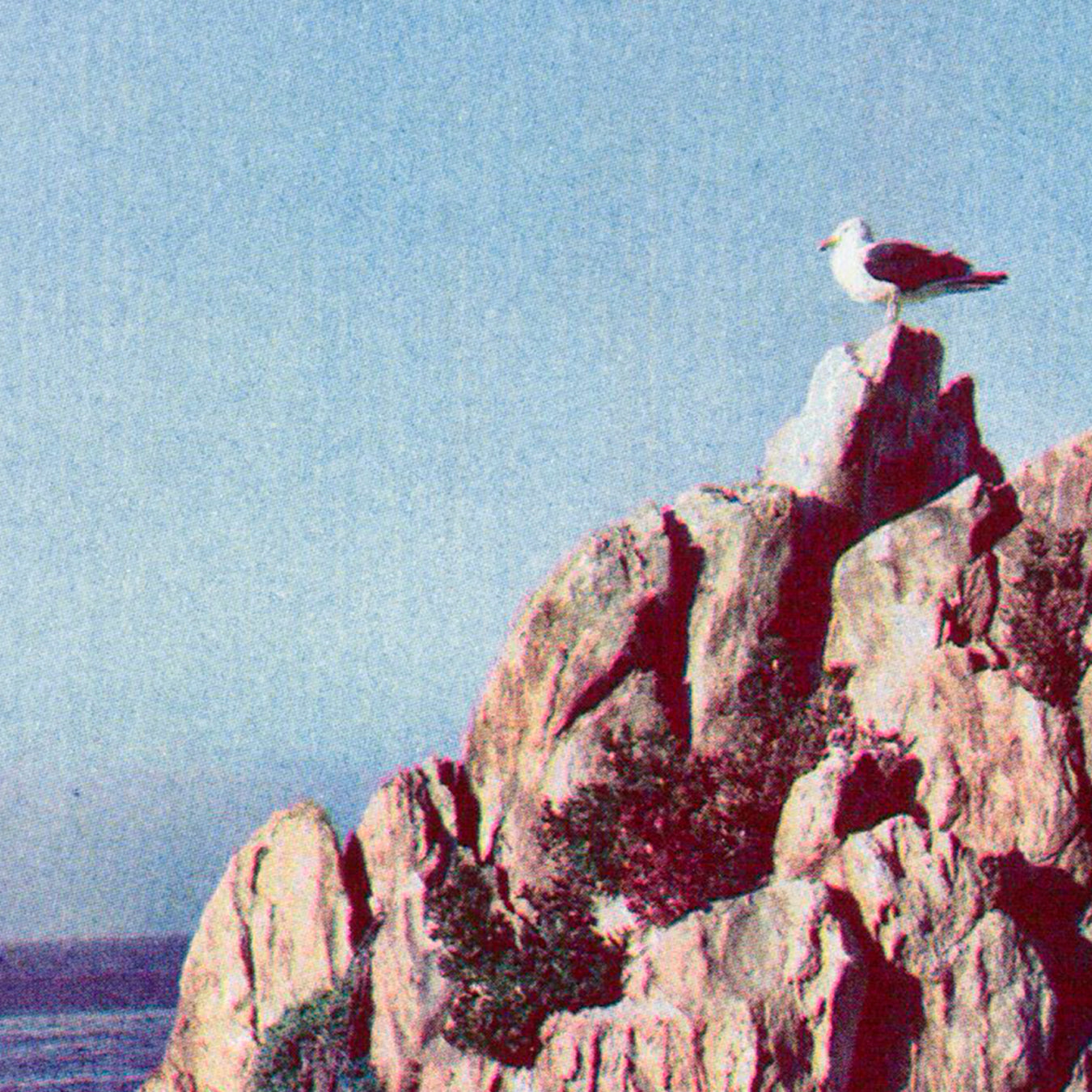 "Los maullidos del gato de mar..."