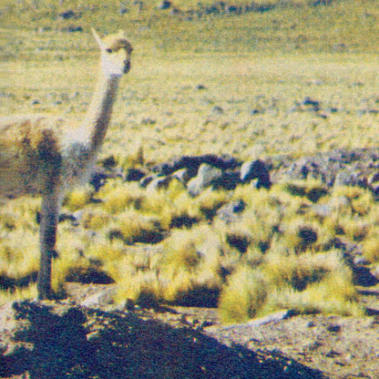 Guanacxs tutelares